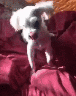 9e7621b14858896e9fb0c70473ec1d38e26044d6.gif