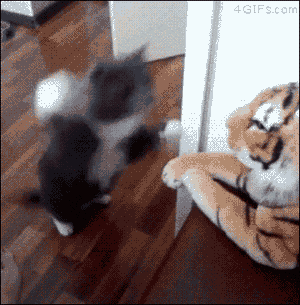 07fb4a9ad6adb31f13c70bcf03268cbb.gif