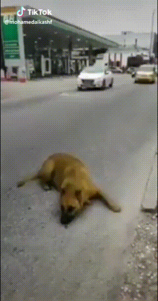 0.gif